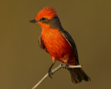 VERMILLION FLYCATCHER