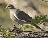 WHITE-WINGED DOVE