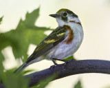 CHESTNUT-SIDED WARBLER