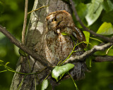 EASTERN SCREECH-OWL