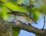 RED-EYED VIREO