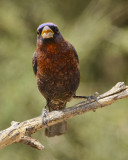 VARIED BUNTING