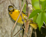 BALTIMORE ORIOLE