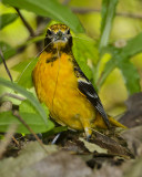 BALTIMORE ORIOLE