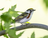 CHESTNUT-SIDED WARBLER