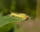 WHITE-MARKED TUSSOCK MOTH