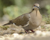 WHITE-WINGED DOVE