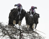 LAPPET-FACED VULTURE