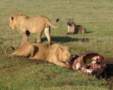 MALE LIONS AT CAPE BUFFALO KILL..timeline (07:30:26)