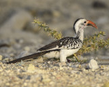 RED-BILLED HORNBILL