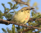 BEAUTIFUL SUNBIRD ♀