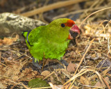 ABYSSINIAN (BLACK-WINGED) LOVEBIRD ♂ (endemic)