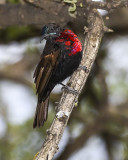 SCARLET-CHESTED SUNBIRD