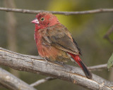 RED-BILLED FIREFINCH