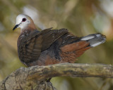 LEMON DOVE