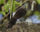 WHITE-RUMPED BABBLER  (endemic)