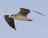 BLACK-HEADED GULL