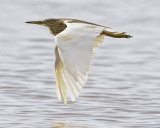 COMMON SQUACCO HERON