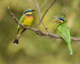 BLUE-BREASTED BEE-EATER