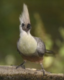 BARE-FACED GO-AWAY-BIRD