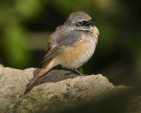 COMMON REDSTART