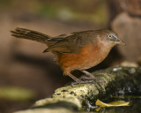 RUFOUS CHATTERER