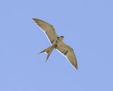 AFRICAN SWALLOW-TAILED KITE