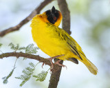 VITELLINE MASKED WEAVER ♂