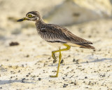 SENEGAL THICK-KNEE