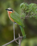 WHITE-FRONTED BEE-EATER