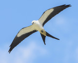 SWALLOW-TAILED KITE