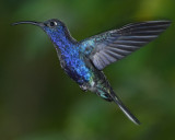 VIOLET SABREWING