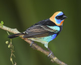 GOLDEN-HOODED TANAGER