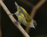 OLIVACEOUS PICULET ♂