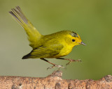 WILSONS WARBLER