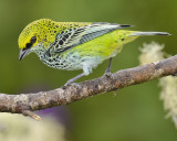 SPECKLED TANAGER