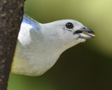 BLUE-GRAY TANAGER