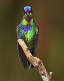 FIERY-THROATED HUMMINGBIRD