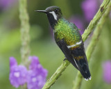 GREEN THORNTAIL ♀