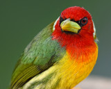 RED-HEADED BARBET ♂