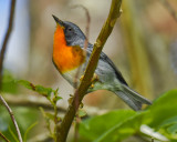 FLAME-THROATED WARBLER