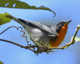 FLAME-THROATED WARBLER