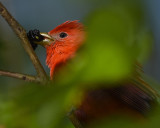 SUMMER TANAGER