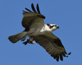 OSPREY