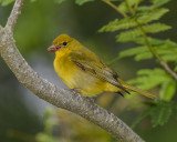 SUMMER TANAGER♀
