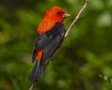 SCARLET TANAGER