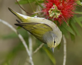 TENNESSEE WARBLER