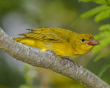 SUMMER TANAGER♀