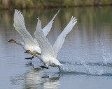 TRUMPETER SWAN