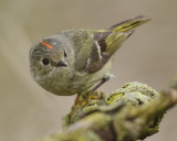 RUBY-CROWNED KINGLET